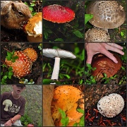 3rd Aug 2010 - there's a fungus among us...