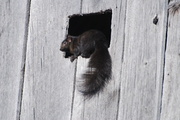 6th Feb 2013 - Squirrel