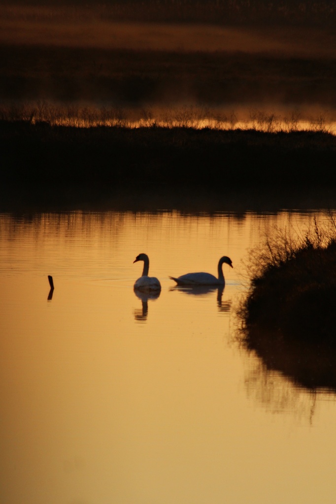 Swans in the Sunrise by melinareyes