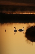 6th Feb 2013 - Swans in the Sunrise