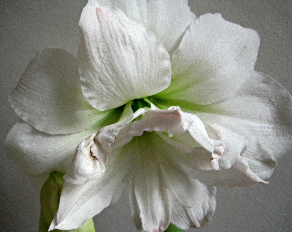 another shot of our friends' amaryllis  by quietpurplehaze