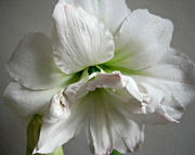 7th Feb 2013 - another shot of our friends' amaryllis 