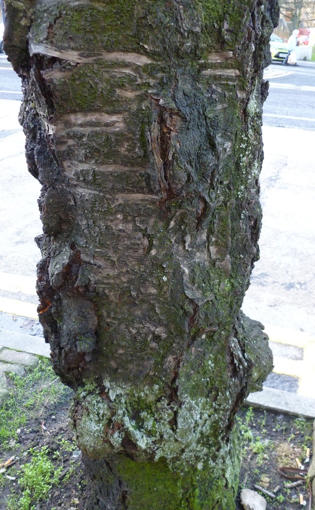 #37 tree trunk by denidouble
