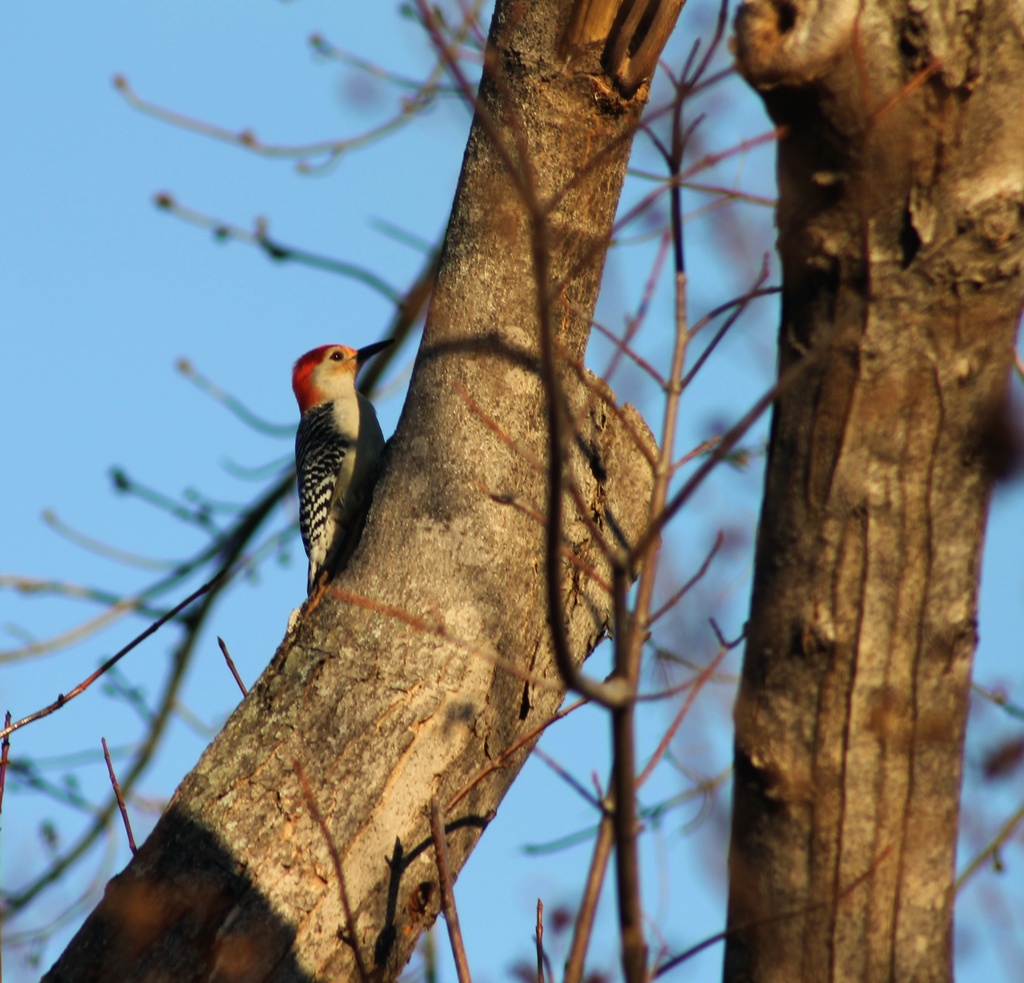 Woodpecker by judyc57