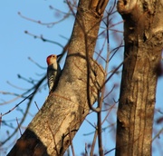 4th Feb 2013 - Woodpecker