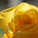 Yellow Rose by nicoleterheide