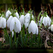 The beginning of spring? by judithdeacon