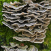 Fungi by harveyzone