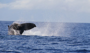 27th Jan 2013 - A Little Whale Tail
