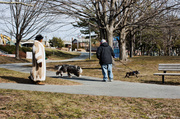 7th Feb 2013 - Dog Walking in Style