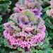 Ornamental Cabbage by mariaostrowski
