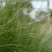 Grass by mariaostrowski