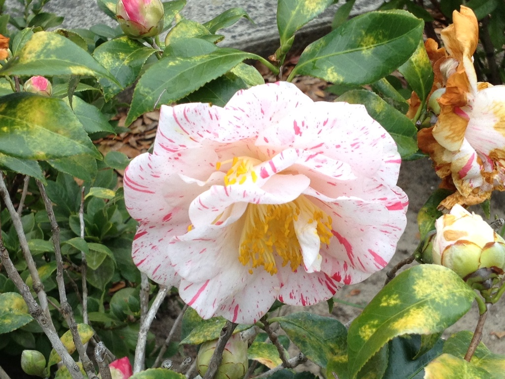 A beautiful and unusual camellia on my walk in the Wraggborough neighborhood of Charleston. by congaree