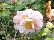 7th Feb 2013 - A beautiful and unusual camellia on my walk in the Wraggborough neighborhood of Charleston.