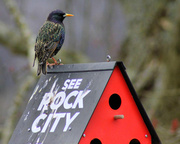 7th Feb 2013 - Morning visitor