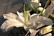 7th Feb 2013 - another lily