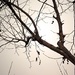 (Day 360) - Still No Leaves by cjphoto