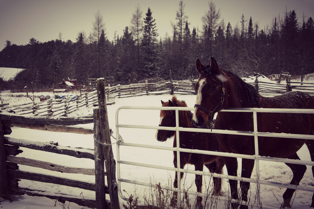 horses in snow by edie