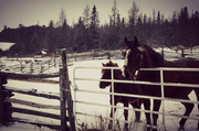 6th Feb 2013 - horses in snow