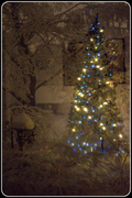 7th Feb 2013 - dreams of a white Christmas