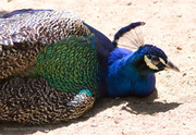 7th Feb 2013 - Peacock