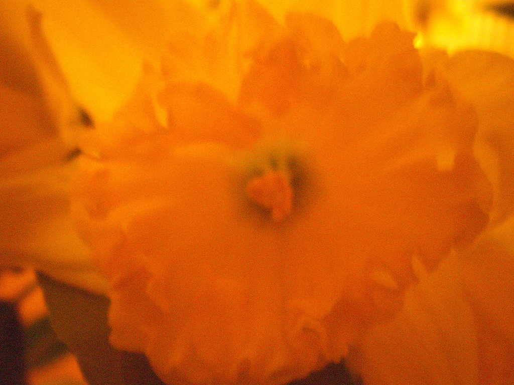 Daffodil... by snowy