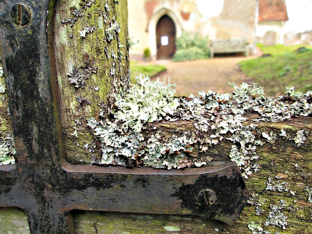 lichen and 'rust'  by quietpurplehaze