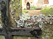 8th Feb 2013 - lichen and 'rust' 