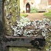 lichen and 'rust'  by quietpurplehaze