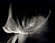 8th Feb 2013 - Feather