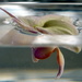 Orchid in the water by nicoleterheide