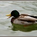 Quackers by rosiekind