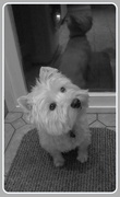 9th Feb 2013 - Betty in black and white