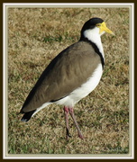 9th Feb 2013 - Spur-winged plover