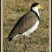 Spur-winged plover by kiwiflora