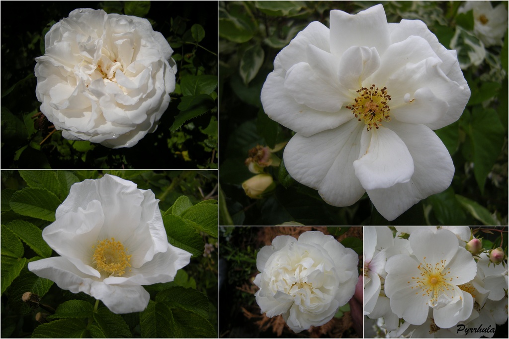 White roses  by pyrrhula