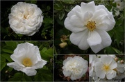 7th Feb 2013 - White roses 