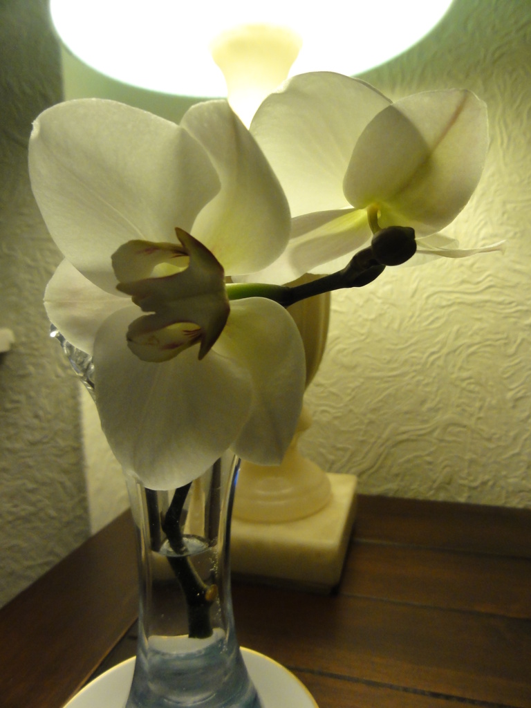 orchid by beryl