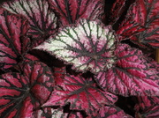 5th Feb 2013 - Begonia Rex