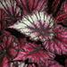 Begonia Rex by beryl