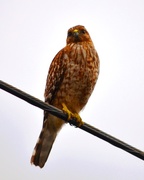 8th Feb 2013 - northern red tailed hawk