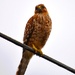 northern red tailed hawk by mariaostrowski