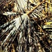 Palmino lišće by vesna0210