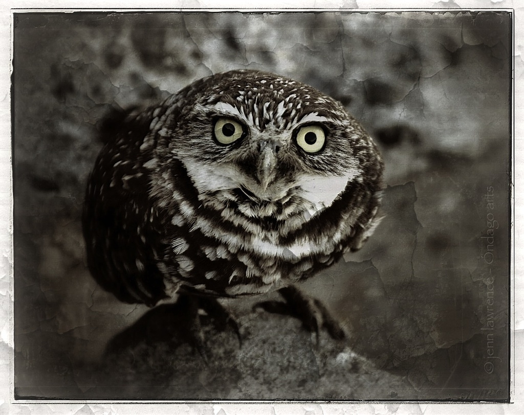 Burrowing Owl by aikiuser