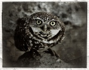 8th Feb 2013 - Burrowing Owl