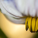 Aubergine Flower by fillingtime