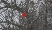 7th Feb 2013 - Cardinal