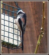 9th Feb 2013 - Long tailed tit at home