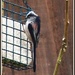 Long tailed tit at home by rosiekind