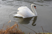 9th Feb 2013 - Swan re-visited